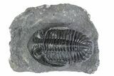 Prone Hollardops Trilobite Fossil - Ofaten, Morocco #381261-1